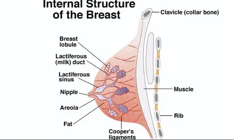 When a woman has chest pain, it is almost impossible to miss this phenomeno...