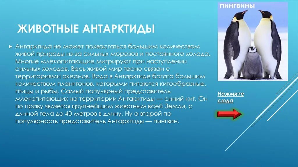 Живой мир доклад. Животные Антарктиды презентация. Антарктида животный мир мир. Обитатели Антарктиды презентация. Животные Антарктиды доклад.