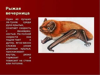 Рыжий краткое содержание