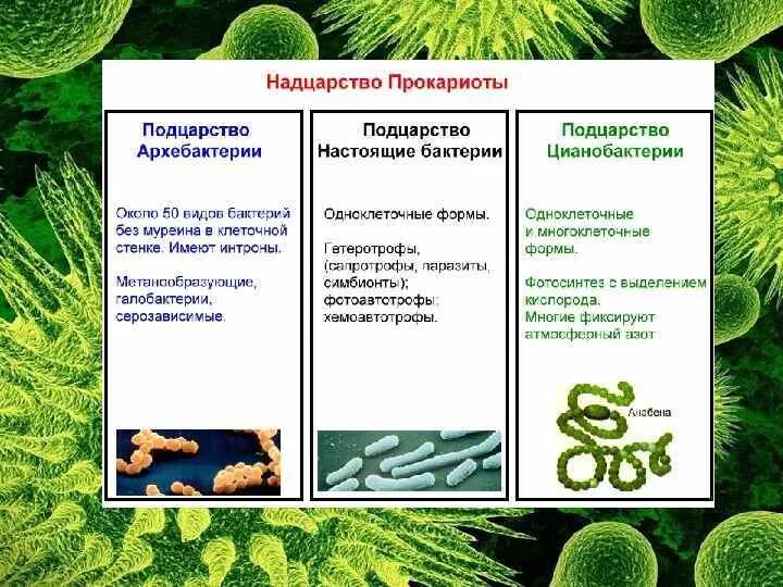 Микроорганизмы прокариоты. Подцарство бактерии оксифотобактерии. Бактерии бациллы цианобактерии. Классификация бактерий подцарства. Классификация бактерий архебактерии.