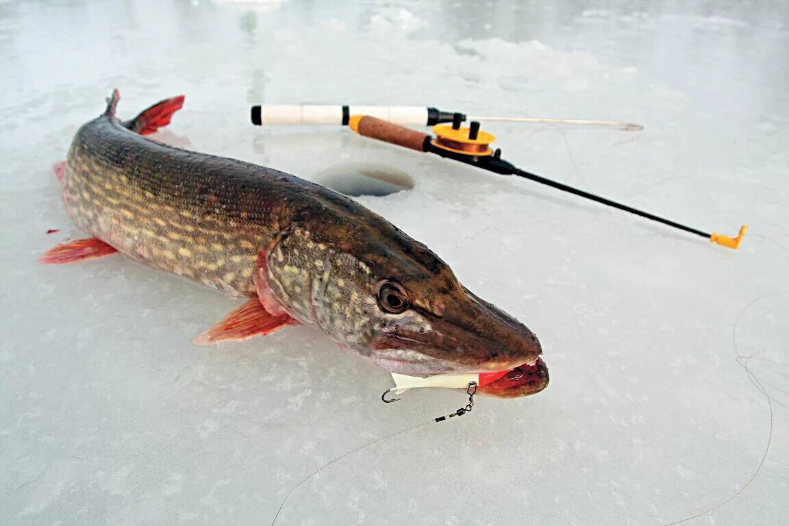 Зимняя рыбалка на щуку. Ловля щуки зимой. Балансиры для зимней рыбалки на щуку. Рыбалка на щуку зимой.