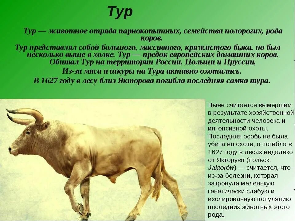 Бык откуда. Тур сообщение вымершее животное. Предки домашних коров. Тур прародитель коров. Тур предок коровы