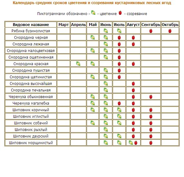 Расписание плодовое. Таблица созревания лесных ягод. Календарь сбора ягод. Календарь сбора лесных ягод. Таблица сбора ягод.