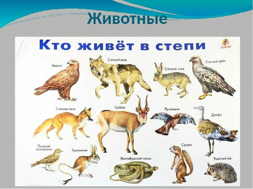Название растительных животных