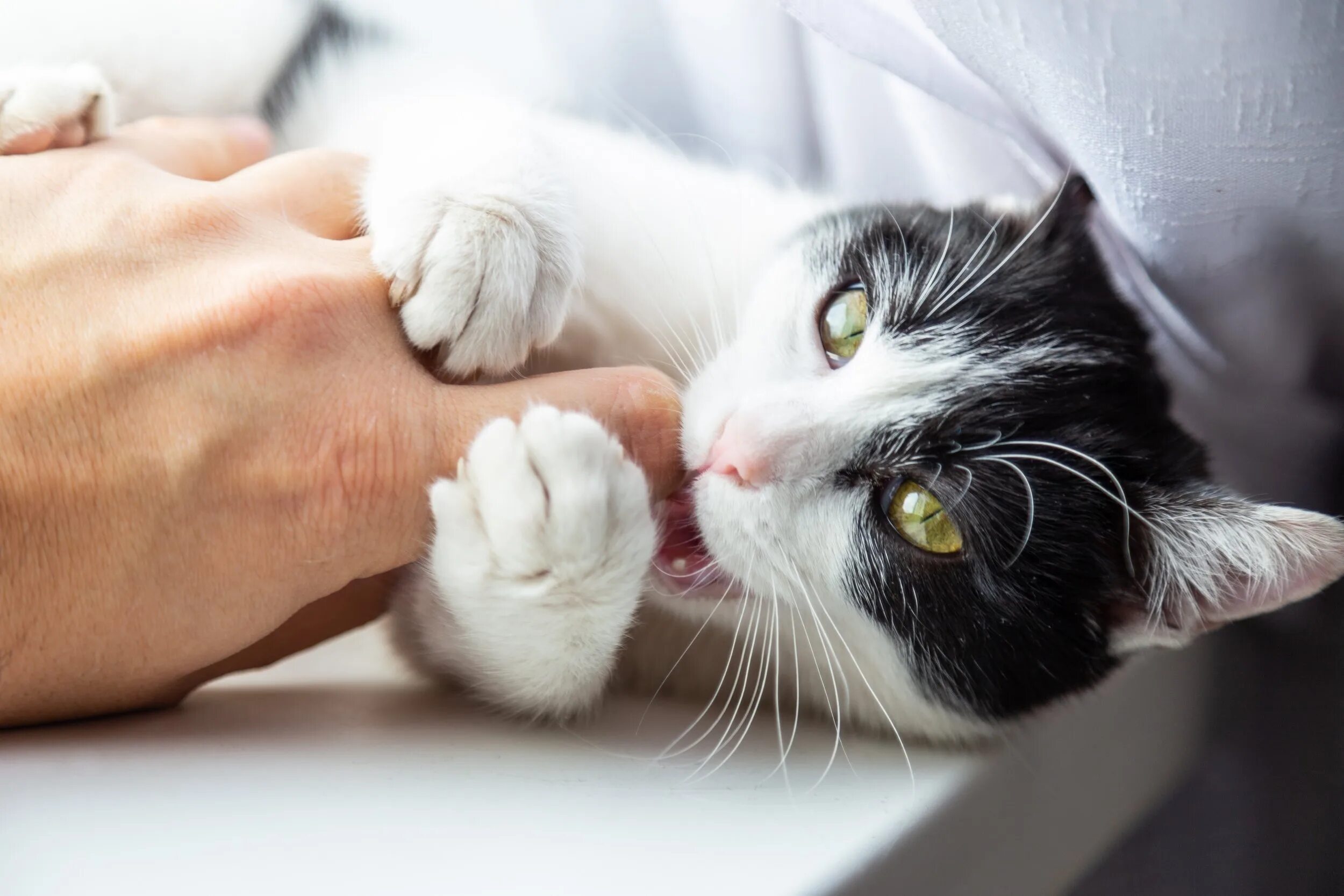 Кусачий котенок. Кот грызет руку. Кот кусает руку. Белый котенок кусается. Кот царапается.