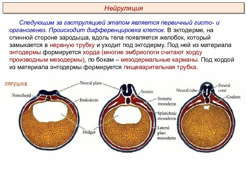Мозг мезодерма