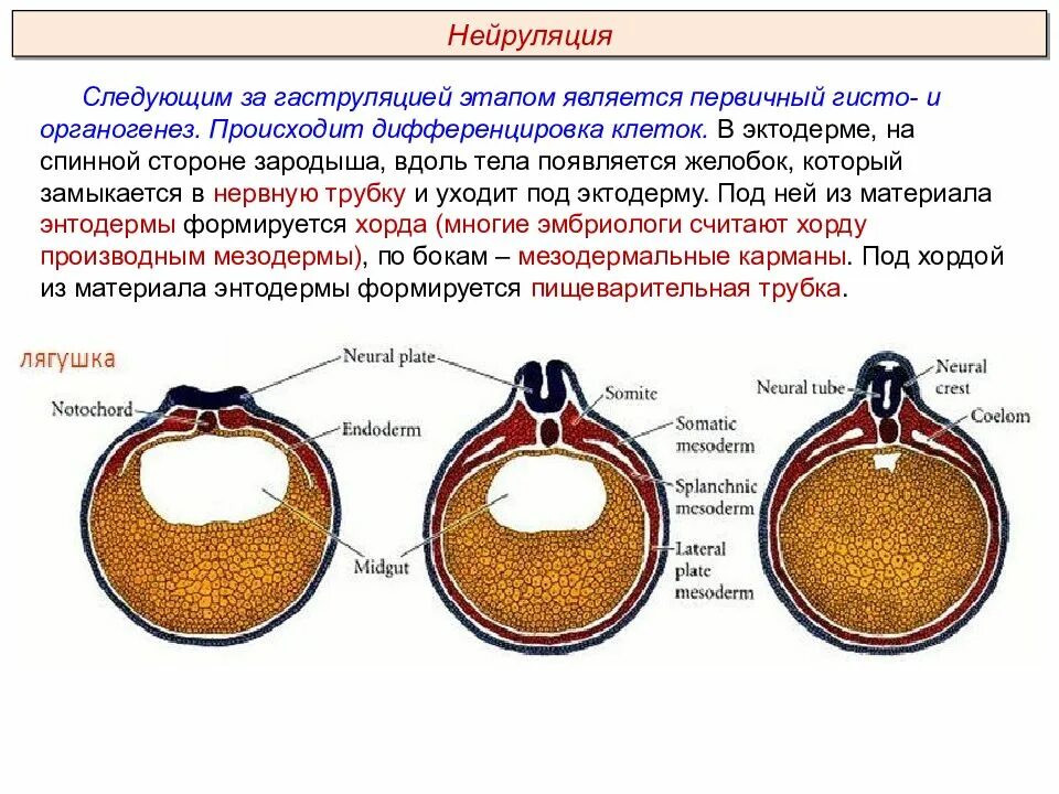 Спинной мозг из эктодермы. Строение нейрулы гистология. Эмбрион нейрула. Гаструляция нейруляция. Ранняя и поздняя нейрула.