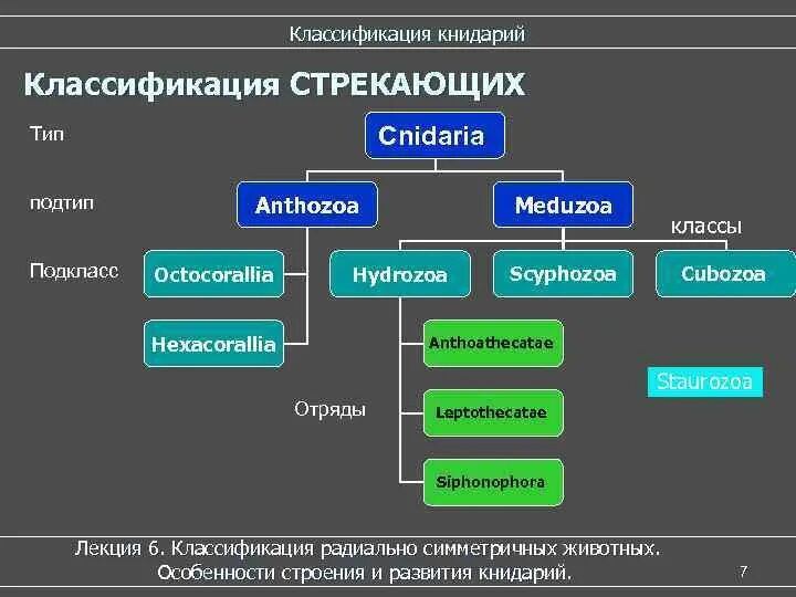 Класс подкласс функциональной. Класс подкласс функциональной