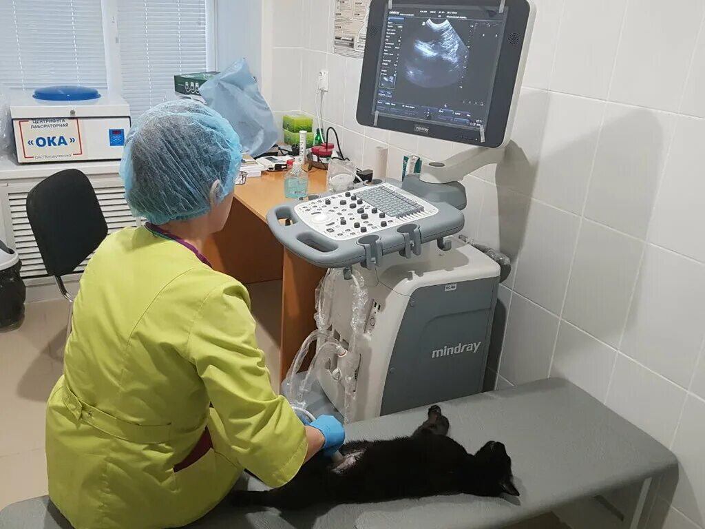 ветаптека казань. вет. фучика 108а ветеринарная клиника. ветеринарная клиника на лазарева казань. вахитовский район казань ветклиника.