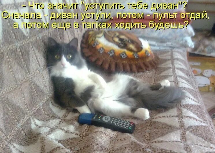 Прикольные кошки с надписями. Смешные коты с надписями. Смешные картинки с котами и надписями. Смешные котята с надписями. Слезает с дивана