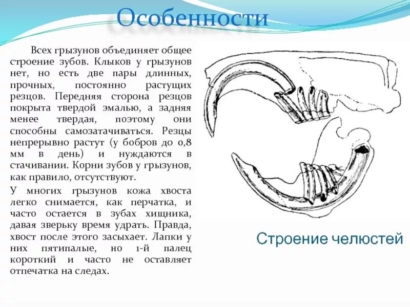 Какую особенность имеют резцы у грызунов. Особенности зубной системы грызунов. Строение челюсти зайцеобразных. Строение челюсти и зубов у грызунов. Строение зубной системы грызунов.