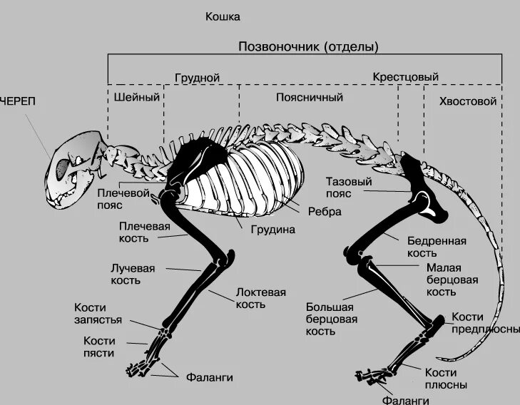Рассмотрите задние конечности птиц большинство костей стопы. Скелет задней конечности млекопитающего отделы. Строение скелета задней конечности млекопитающих. Отделы скелета млекопитающих позвоночник. Скелет млекопитающего 8 класс биология.