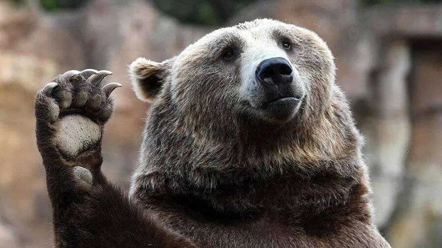 Raspberry Brown bear, We bear, Bear