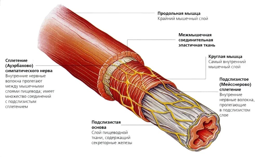 Сосуды пищевода