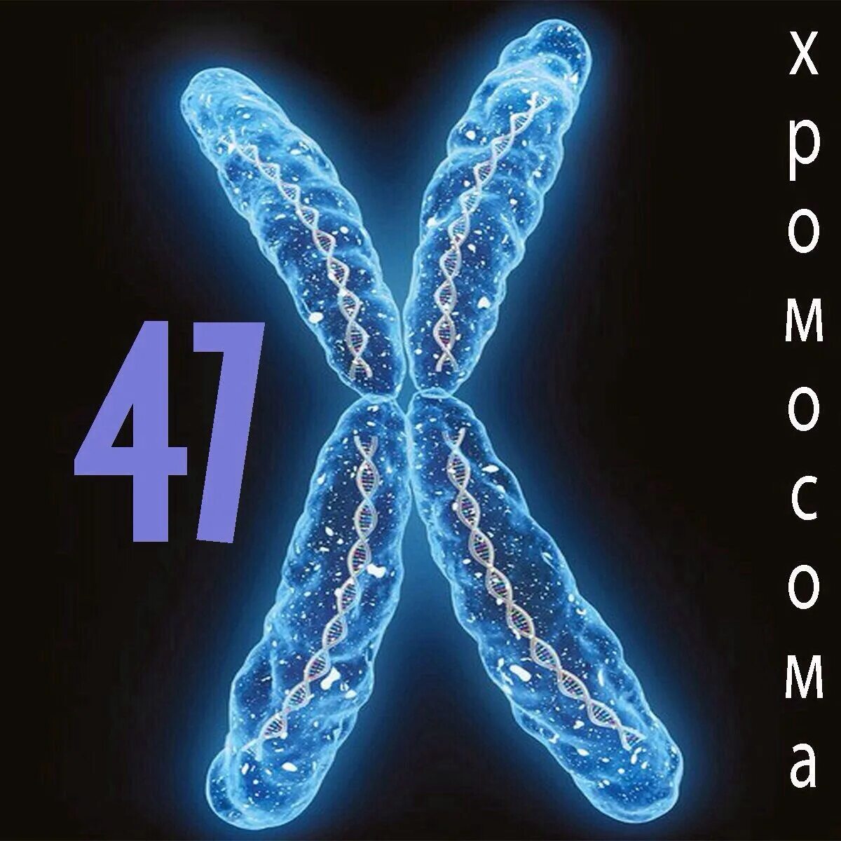Хромосомы краба. 47 Хромосом. Изображение хромосомы. Хромосомы картинки. 47 Хромосом у человека.