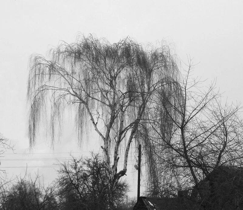 стихи тютчева люблю глаза твои мой друг. мой дом везде где есть небесный свод где только слышны звуки песен. об устройстве небесного свода. здесь где так вяло свод небесный. стихотворение тютчева стихи.