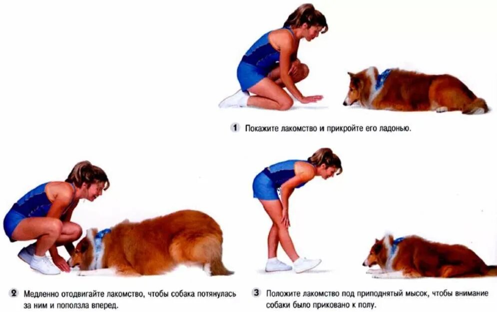 Как навчити собаку команд. Как можно научить собаку команде лежать. Как научить собаку команде л. Дрессировка собак команды. Команды сидеть лежать