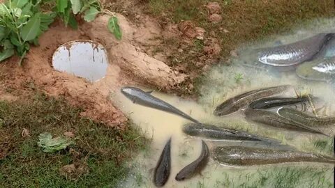 Fish hole