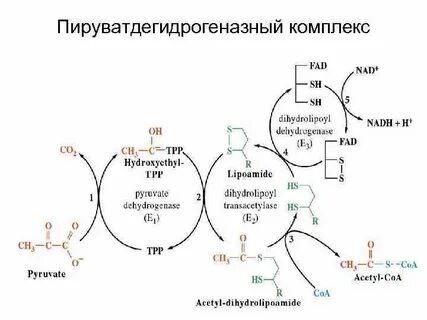 Комплекс цикл