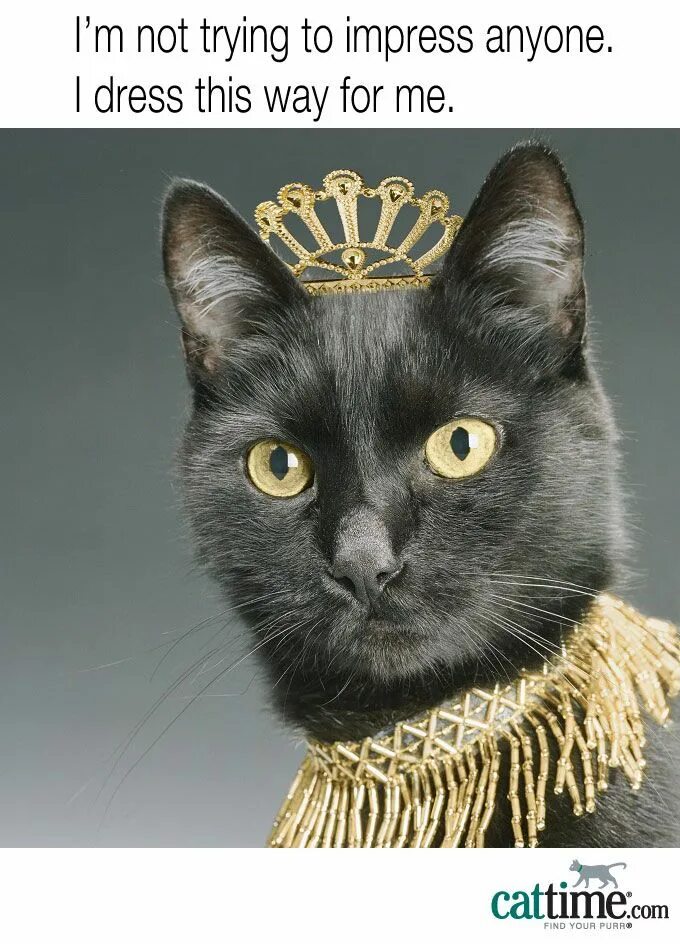 Кошечки королевы. Черная кошка с короной. Черный кот в короне. Кошка Королева. Кошка в короне.
