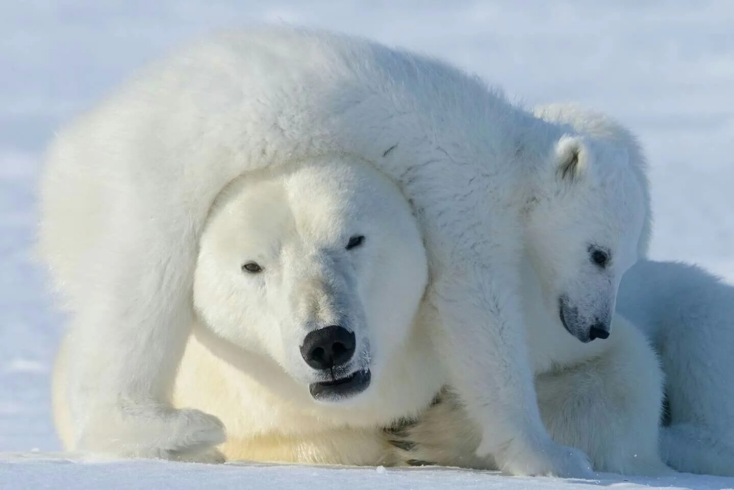 Стая белых медведей. Белый медведь с медвежатами. Белые медведи в антарктиде. Сколько осталось белых медведей в мире. Белый медведь ест тюленя.