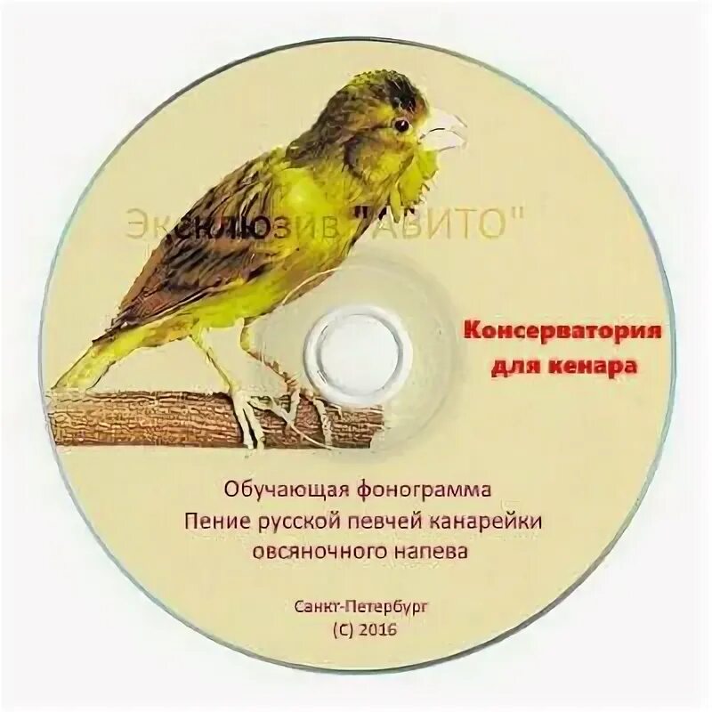 Птица завтрашнего дня кто поет. Пение русской канарейки овсяночного. Диск для канареек. Пение канарейки овсяночного напева для обучения. Пение кенара для обучения канареек.