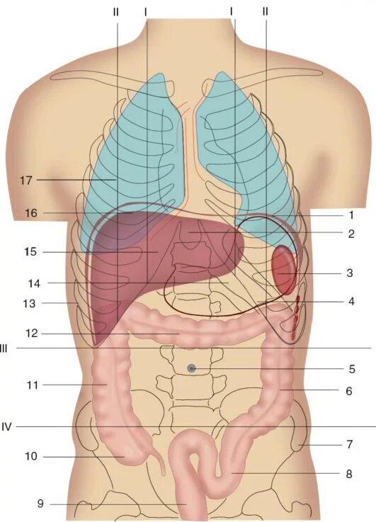 Человек левой стороны какой орган находится. Анатомия человека внутренние органы брюшной полости расположение. Топография печени скелетотопия. Поджелудочная железа скелетотопия синтопия голотопия. Скелетотопия поджелудочной железы.