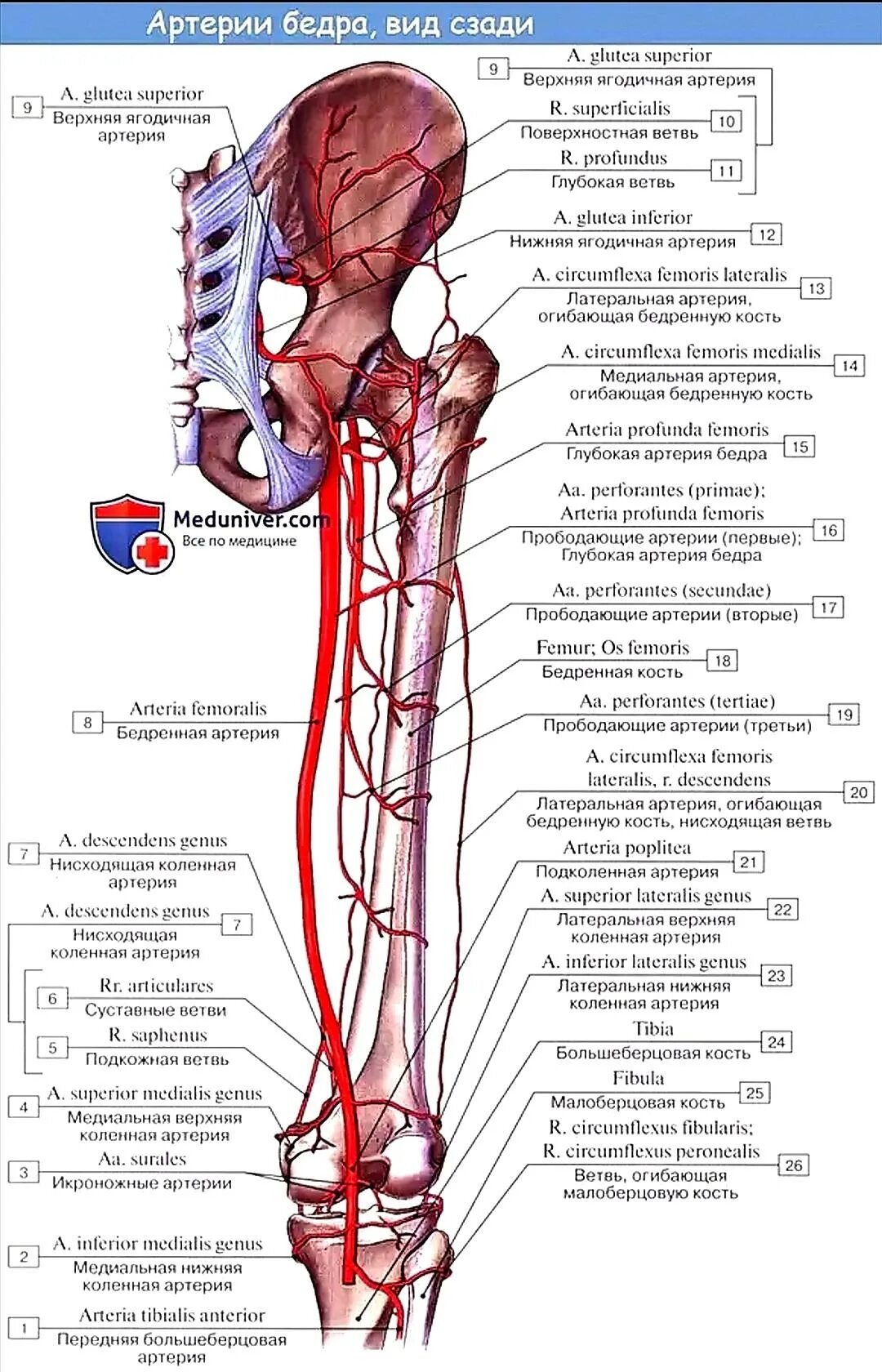 Ветви медиальной артерии огибающей бедренную кость. Артерия огибающая бедренную кость. Прободающие артерии бедра. Медиальная артерия огибающая бедренную кость. Артерии нижней конечности бедренная