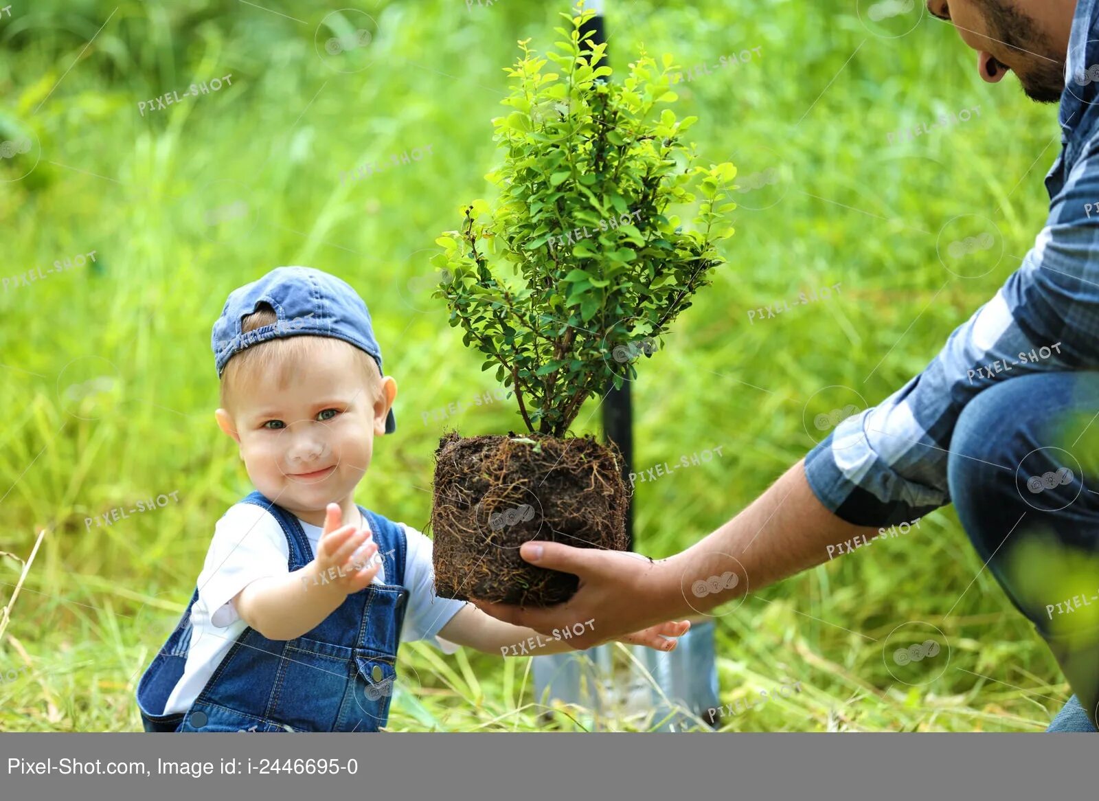 Посадка деревьев. Дети сажают деревья. Дерево для детей. Посадка деревьев картинки. Planting boy