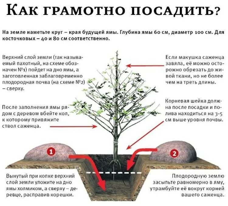 Как правильно сажать вишню