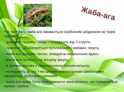 Комплексная работа жаба ага