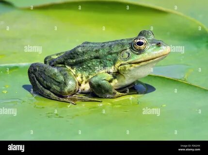 Marsh frog sitting on the green leaves among water lilies on the lake Stock ...