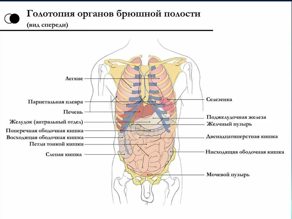 Органы живота. Строение органов брюшной полости сзади. Схема расположения органов брюшной полости вид сбоку. Строение внутренних органов человека слева спереди. Расположение внутренних органов человека в брюшной полости сзади.