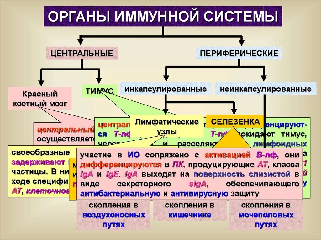 Органы иммунной системы схема. Центральные и периферические органы иммунной системы. Структура и функции иммунной системы. Иммунная система человека таблица. Иммунный центр