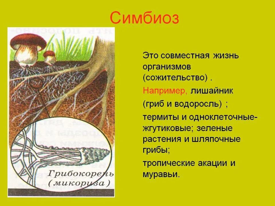 Симбиоз пример ответ. Симбиоз. симбиоз примеры. примеры симбиоза в биологии. примеры эпибиозаи в природе.