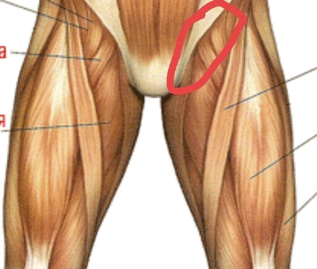 Паховая мышца. Паховая связка. Мышцы паховой области. Место ниже бедра