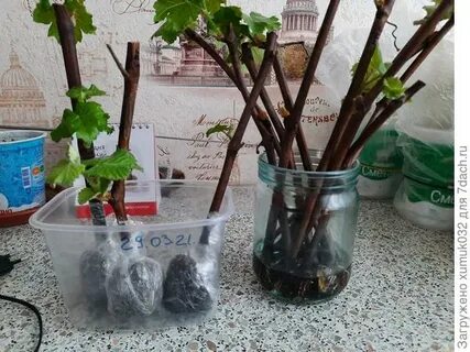 Чем полить черенки для укоренения