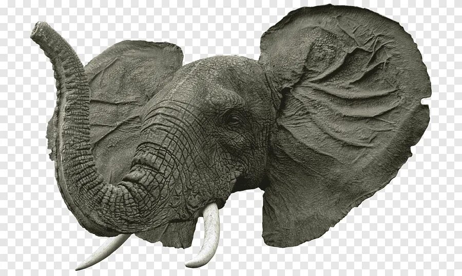 Морда слона. Голова слона. Слоновье ухо. Лицо слона. Слоновые уши