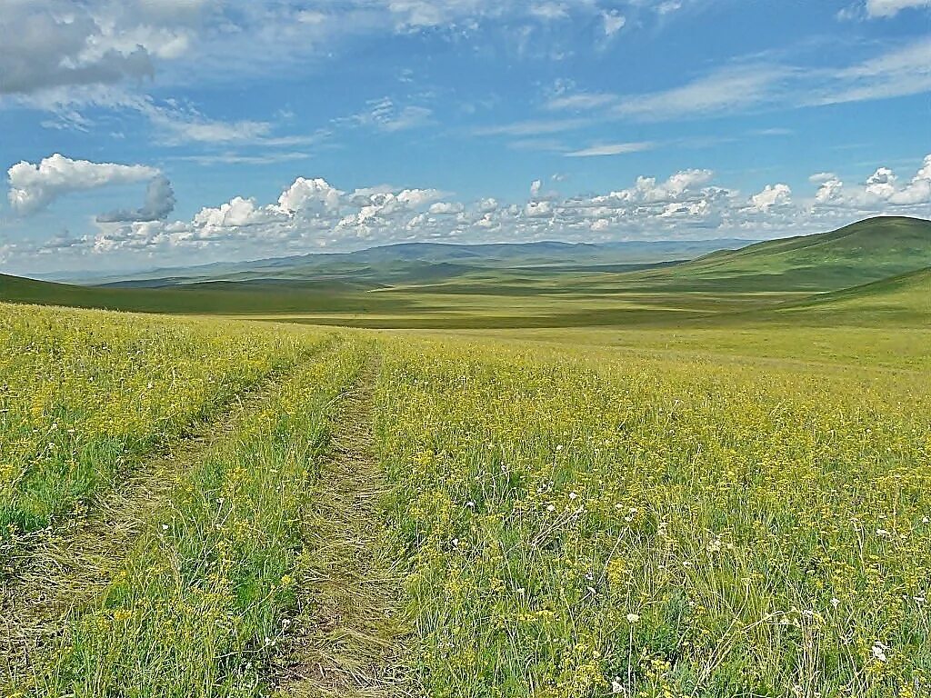 Алтай забайкальский край. Равнинные степи Забайкалья. Агинские степи Забайкальский край. Приаргунск степи. Степная зона Забайкальского края.