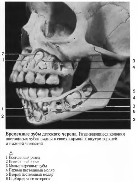 Детский череп рентген. Зачатки коренных зубов рентген младенца. Рентген черепа ребенка зубы. Рентген черепа ребенка коренные зубы.