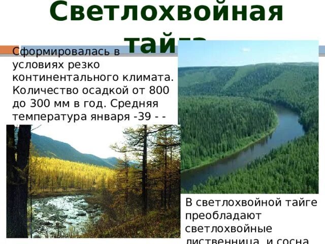 Средняя температура летом и зимой в тайге