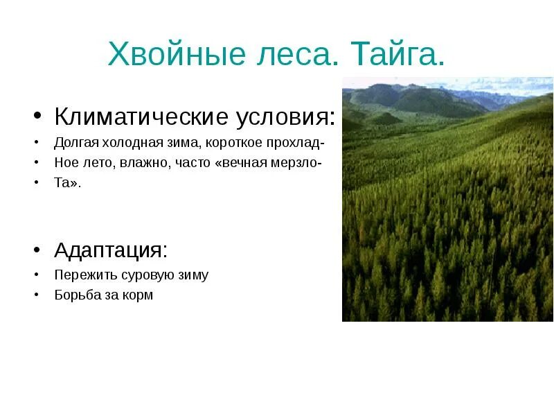 Для природной зоны тайги характерны. Приспособленность растений в тайге. Природные зоны России Тайга климат. Климатические условия тайги. Климатические условия природной зоны тайги.