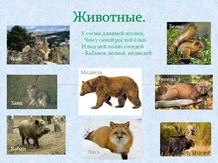 Какие животные в хвойных лесах