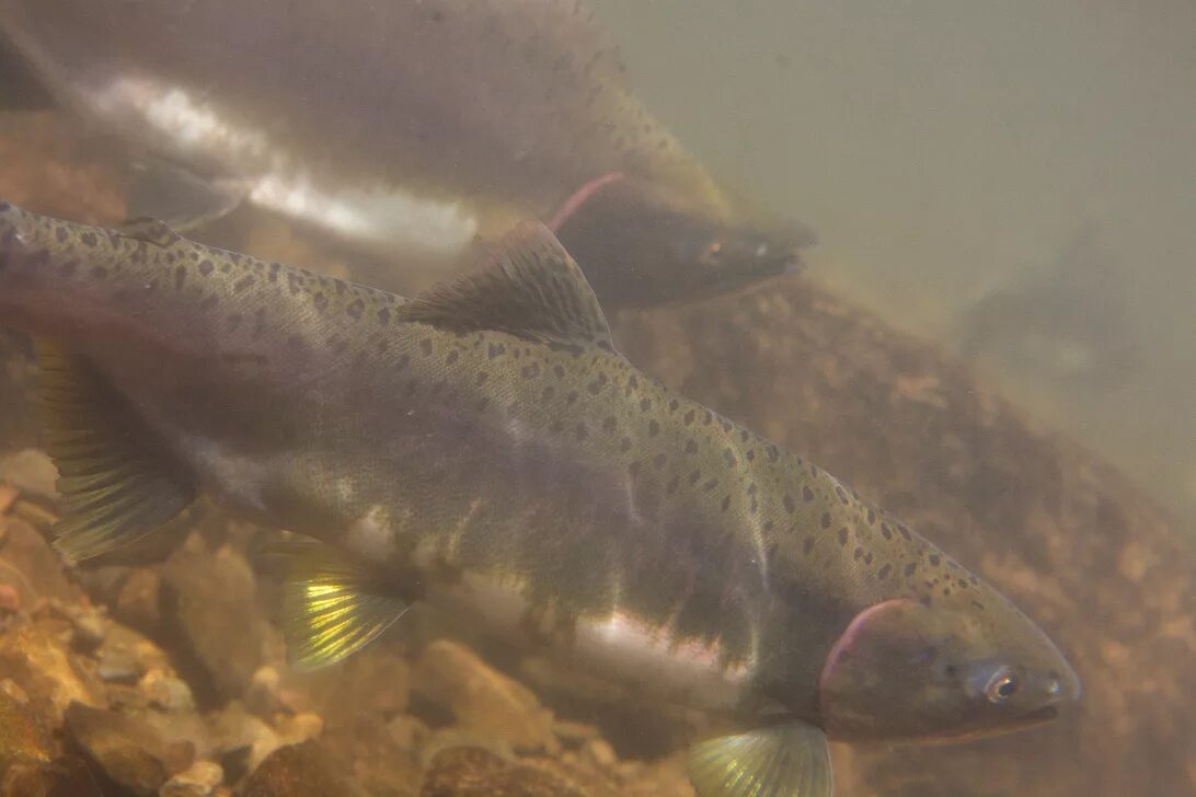 Американский голец-палия. Чавыча на нересте. Когда нерестится форель в карелии. Когда нерестится форель в карелии. Ручьевая форель.