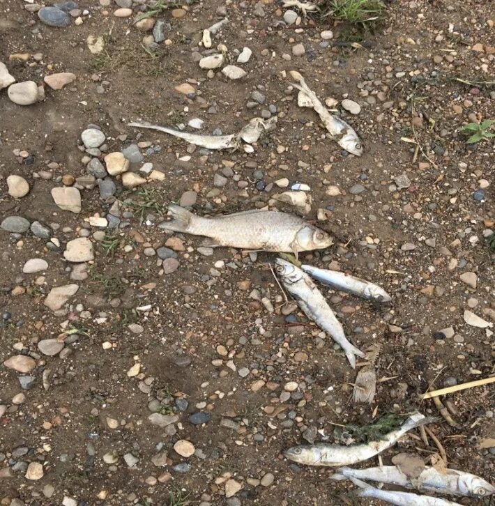 гибель волги