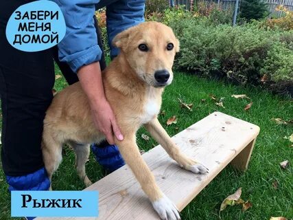 Дом хвостиков