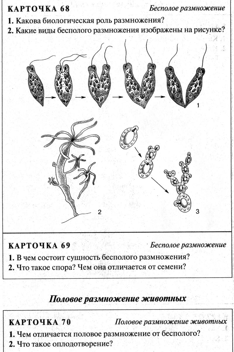 Задание по теме бесполое размножение 6 класс. Размножение бесполое размножение 6 класс. Задания по теме размножение растений 6 кл. Бесполое размножение 6 класс биология.