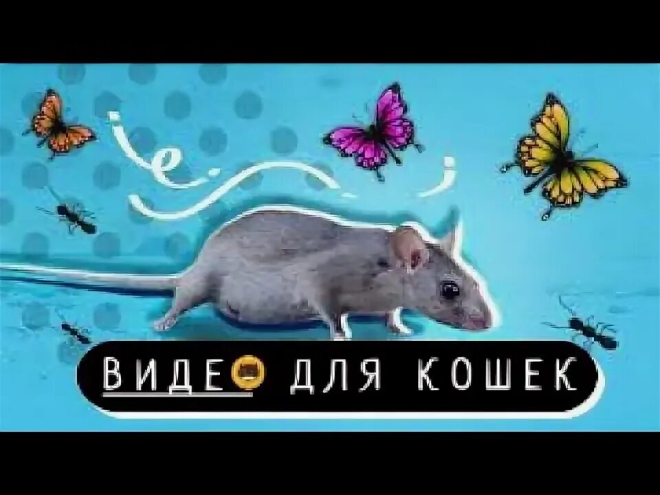 Игра мышка бегает по экрану для кошек. Мышки по экрану для котят. Мышь бегает по экрану для кошек. Игра для кошки бегающая мышь. Бегающая мышка на экране для кота.