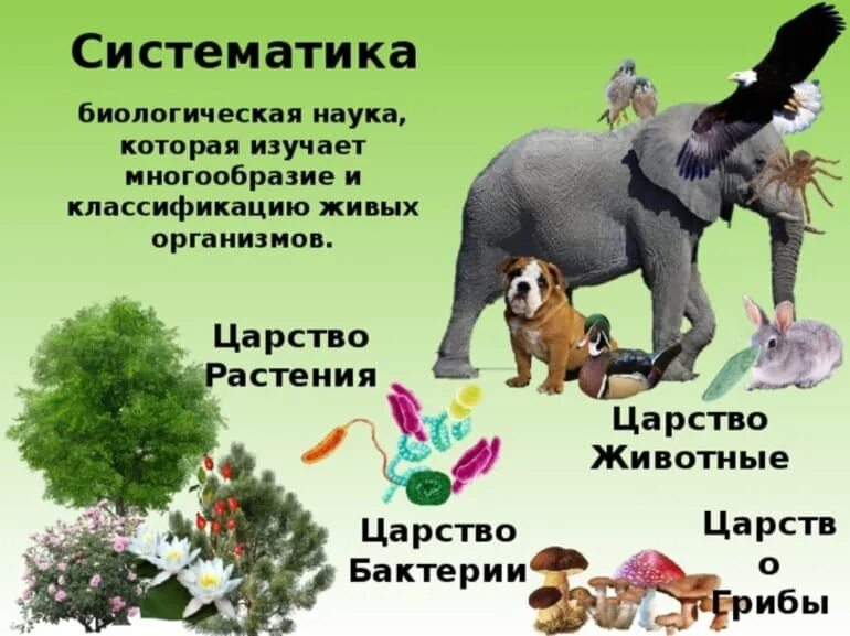 Пример животные и растения их связи Асимметрия взаимовыгодных отношений способствует высокому биоразнообразию * Алек