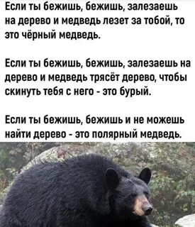 Сон преследовал медведь